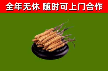 湖口县回收冬虫夏草