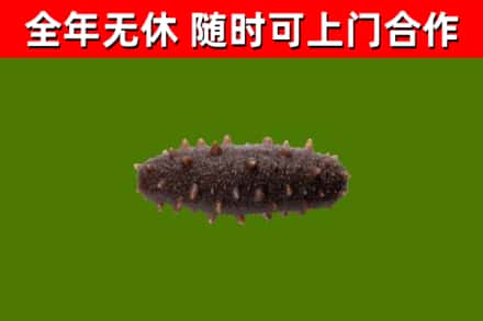 湖口县回收海参干